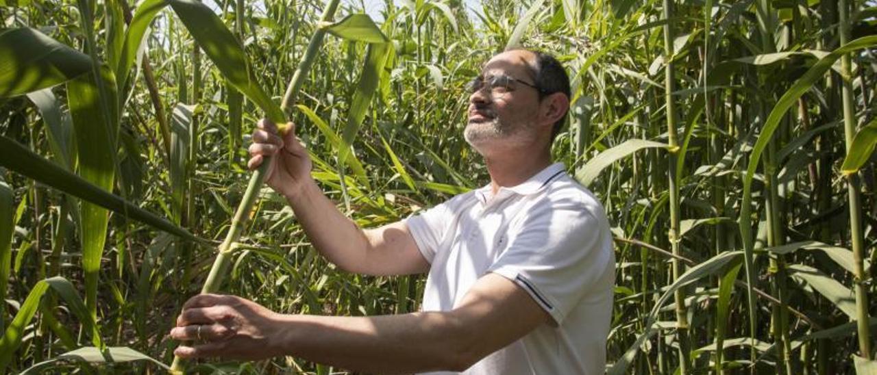 Una caña de cultivo que suena bien |