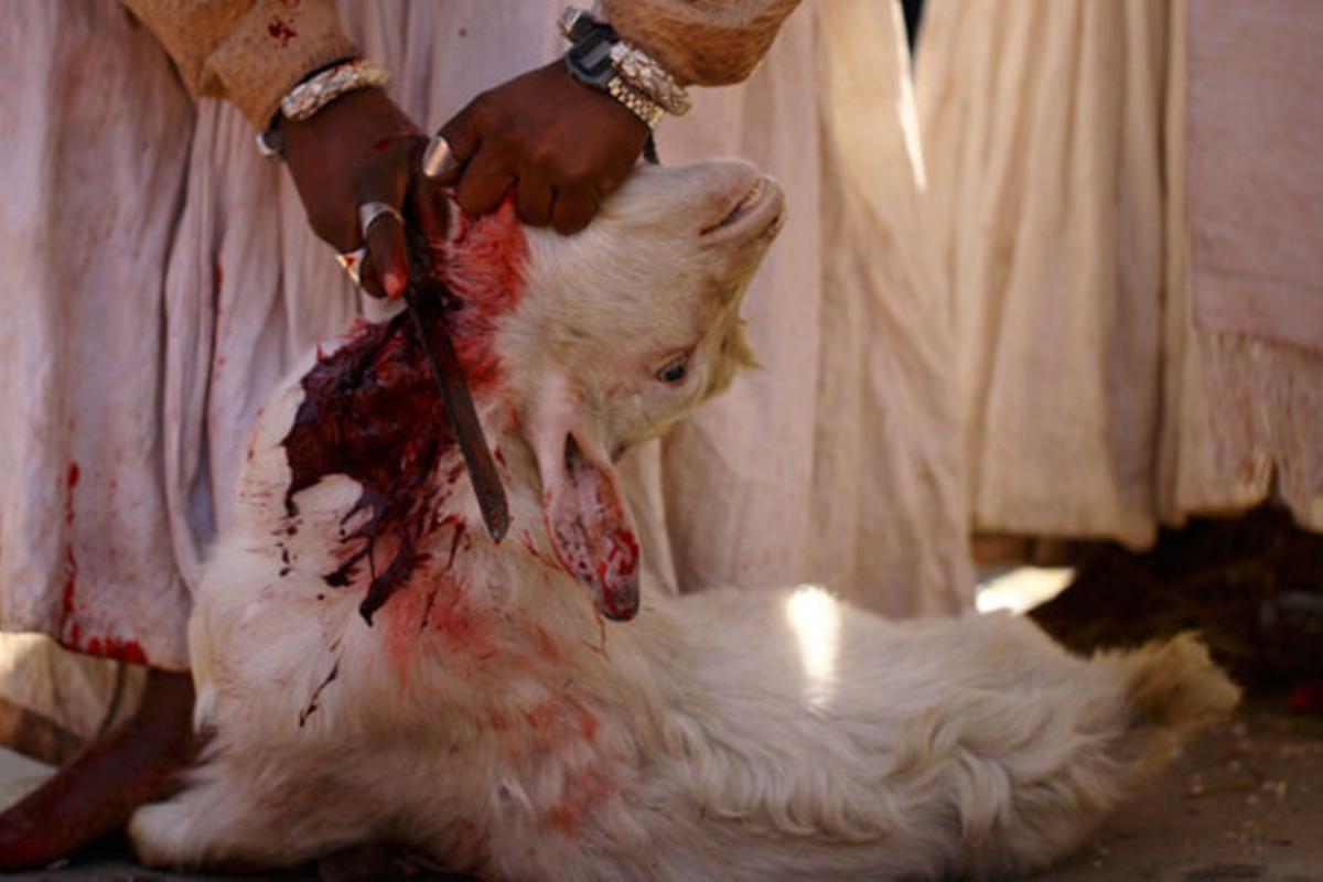 Una sacerdotessa sacrifica una cabra després d’un ritual en què es beu la sang de l’animal, a Lalitpur (Nepal).