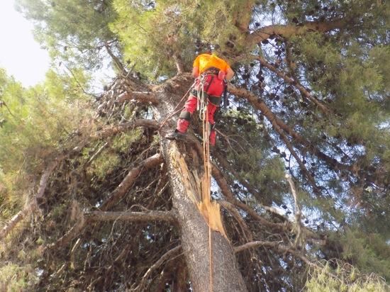 Tala d''arbres a la Renaixença