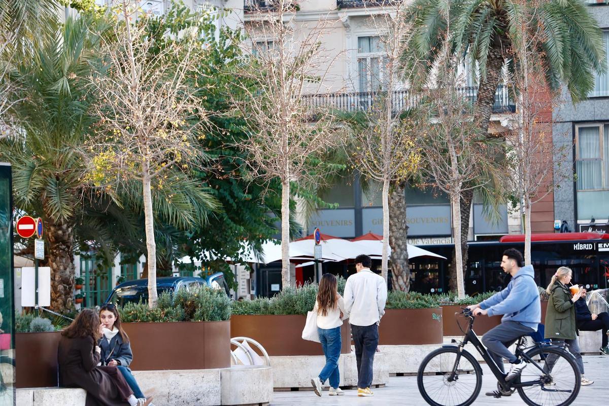 Árboles plantados en la Plaza de la Reina