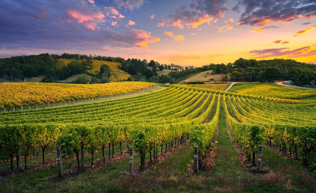Viñedos, España