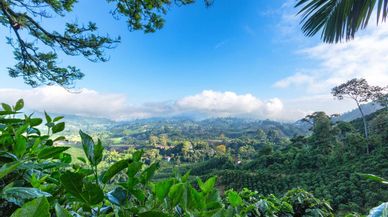 Huele a café… Asómate a los bellos pueblos del Eje Cafetero colombiano