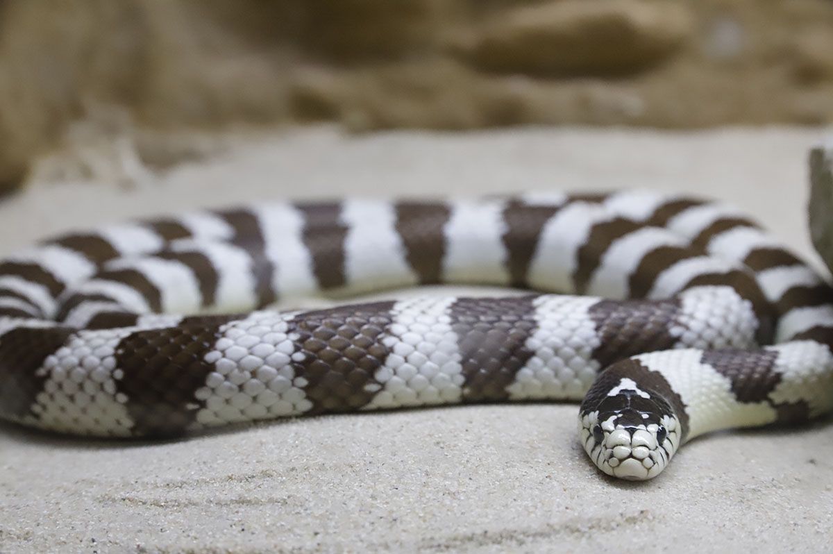 En imágenes el nuevo reptilario del zoo de Córdoba