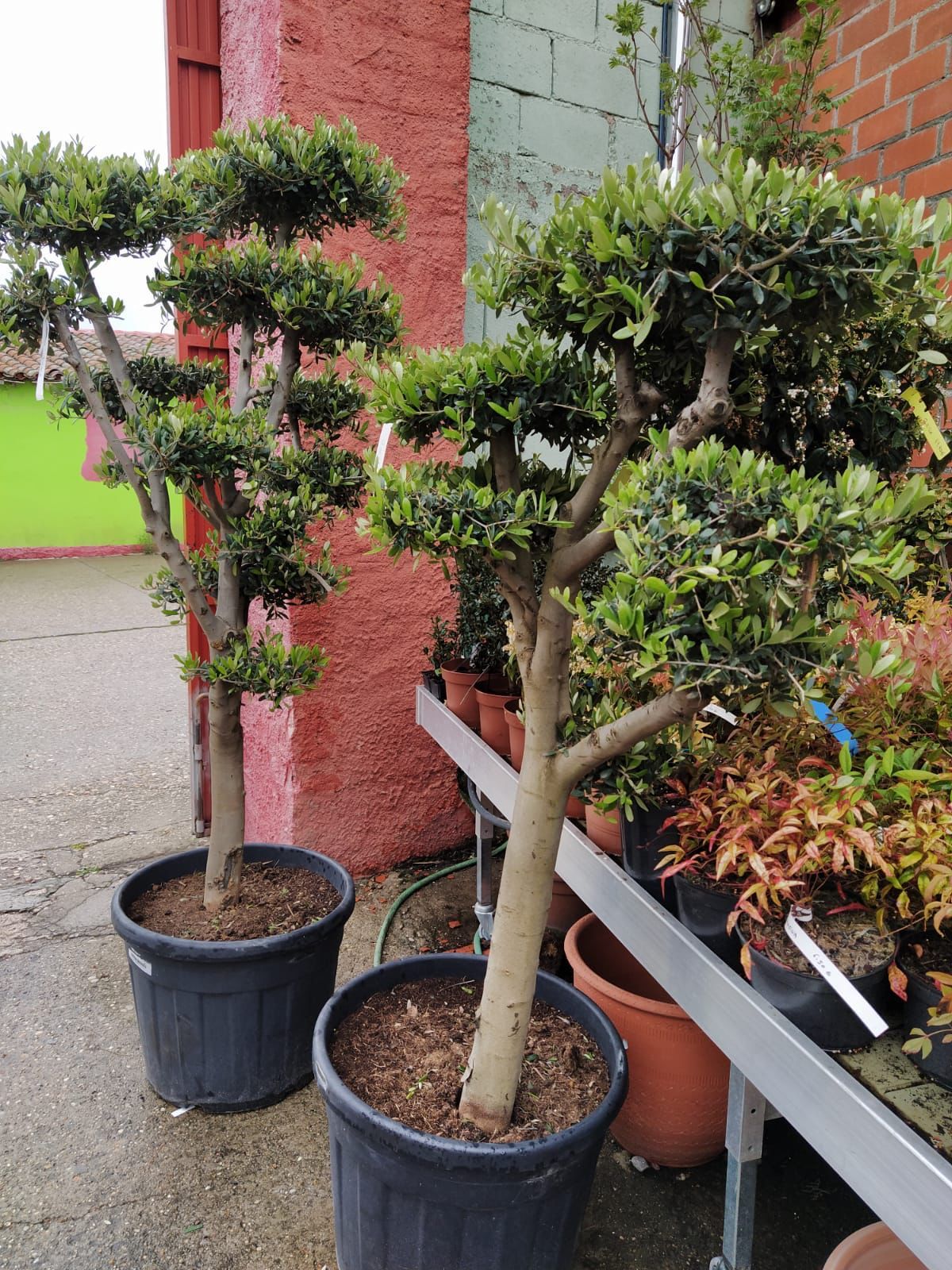 Algunas de las plantas arbustivas recién llegadas a Agrocentro Turiel.