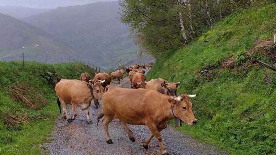 El ganado de Pedro González, ayer, en su subida hacia el monte.