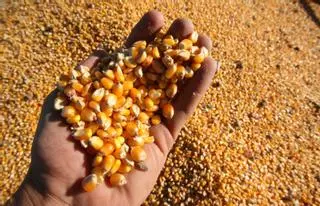 La ganadería confía en el stock de maíz local hasta hallar alternativas a Ucrania