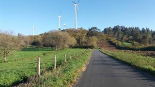 Los expedientes sancionadores por plantar eucaliptos se disparan un 160% en Galicia tras la moratoria