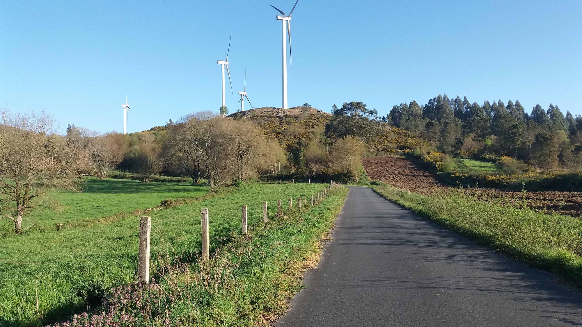 Plantación de eucaliptos en Abonxo.