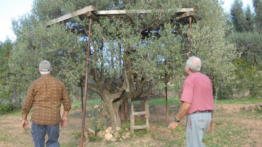 La Audiencia da libertad al juez a la hora de posicionarse ante el parany