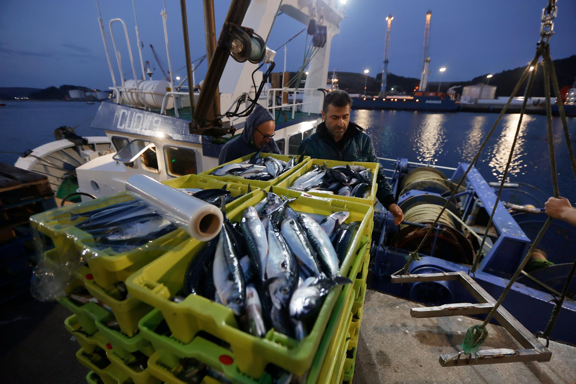 EN IMÁGENES: las primeras xardas del año llegan a Avilés