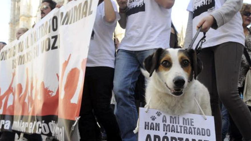 Miles de ciudadanos han salido a la calle contra el maltrato animal.