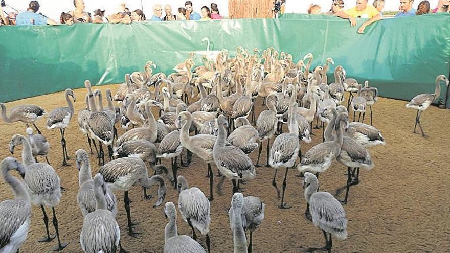 El Oceanogràfic se alía con la Junta para recuperar flamencos