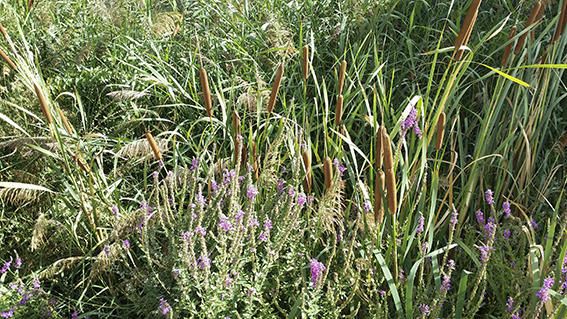 Vegetació. A la riera de Sant Joan a Monistrol de Calders poden veure diversitat de plantes verdes i de colors, alimentades per l’aigua.