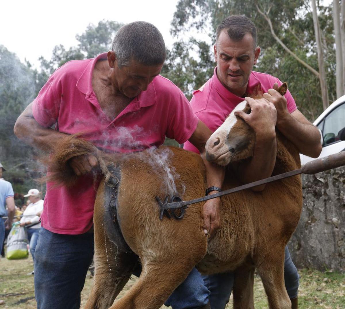Modesto Domínguez marca a hierro a un animal en Mougás.