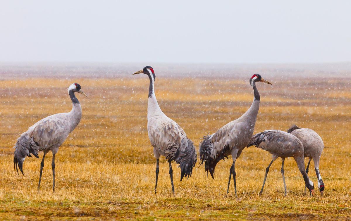 Las grullas se asientan en la laguna con la llegada del invierno