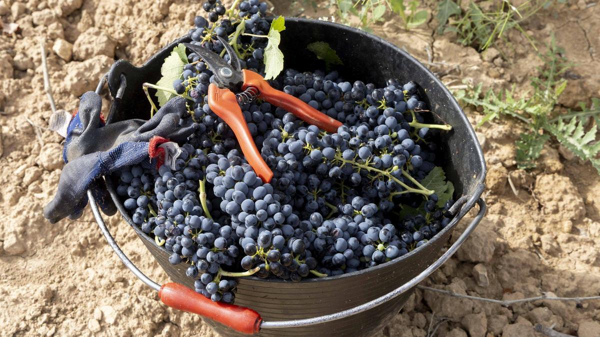 Alivio para el vino de Alicante: 20 millones de kilos de uva en una vendimia que llega con adelanto