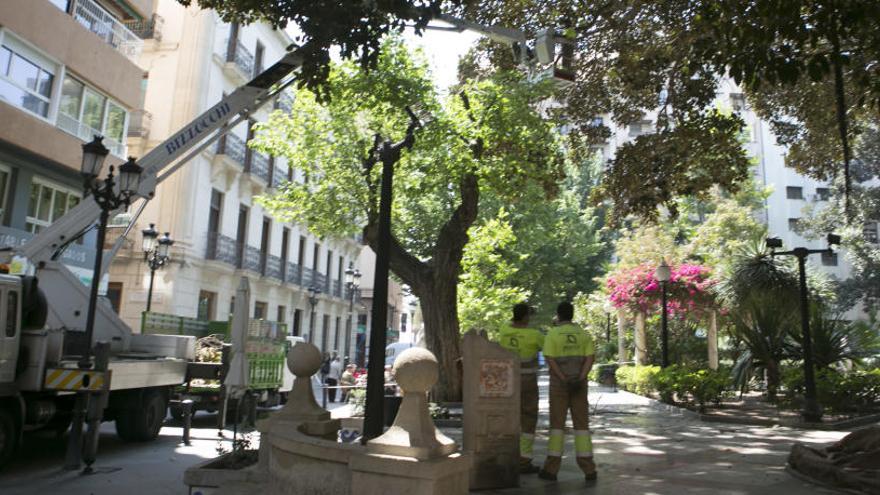 Trabajos en los ficus de la plaza de Gabriel Miró