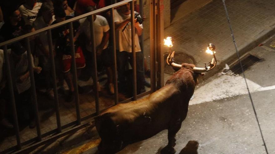 Carpesa reivindica el «bou embolat» como parte sustancial de la tradición taurina