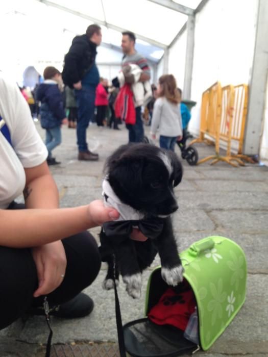 Carnaval en Toro: Concurso de mascotas