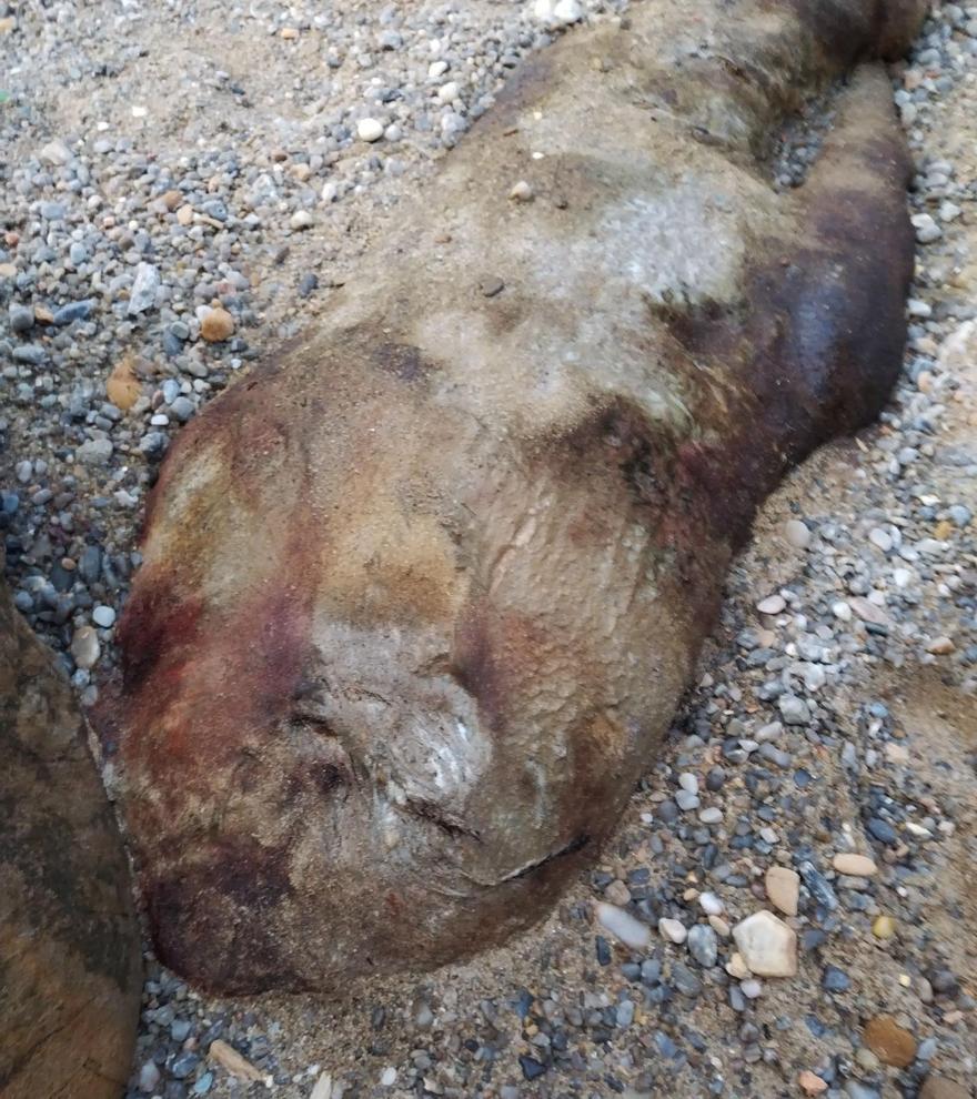 Cabeza del zifio varado en A Coruña. CEDIDA