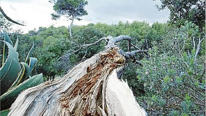 Un arbre trencat pel temporal, amb el tronc completament esqueixat, ahir, al paratge de Santa Cristina.