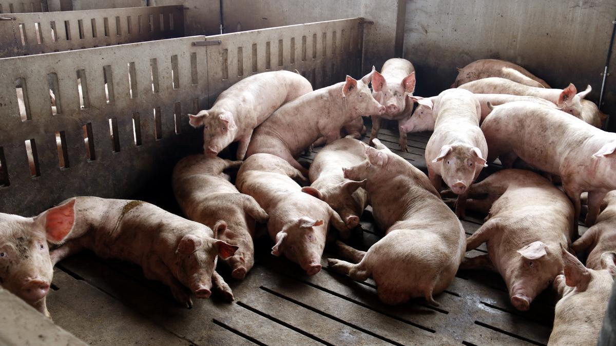Alguns porcs estirats a terra per la calor, en una granja d'Alcarràs.