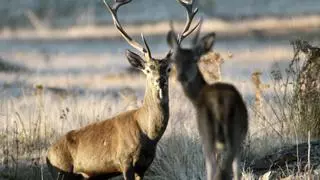 Una berrea del ciervo "tardía" por la falta de lluvias: estos son tres lugares de Andalucía para contemplarla en octubre