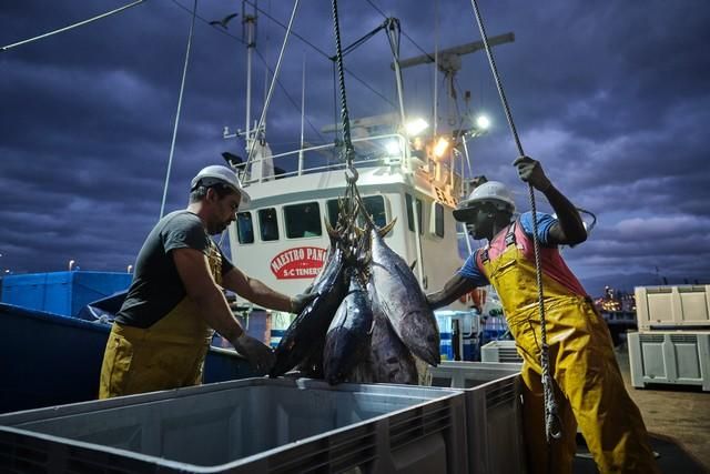 Descarga de atún en el puerto de Santa Cruz