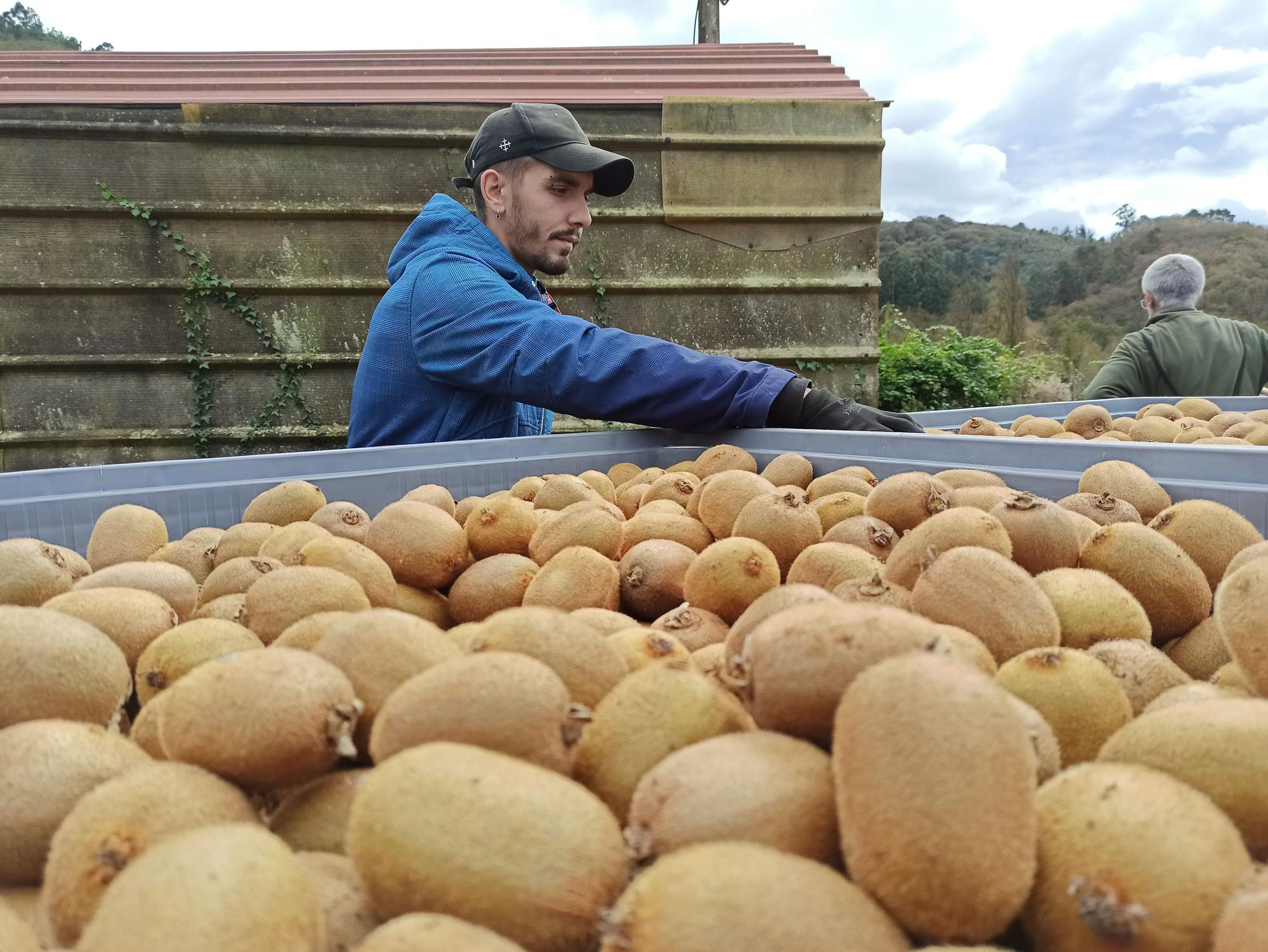 Así es la campaña de recogida del kiwi en Pravia