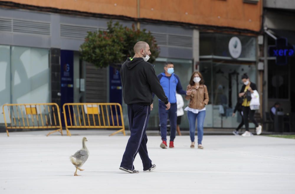 Pipi, durante su paseo diario junto a sus dueños Javier Sixto y su madre Divina Guerra. // Bernabé / Javier Lalín