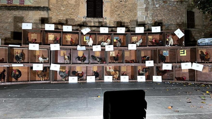 VÍDEO | Son Servera, fiel a su peculiar concurso de canto de Gallos