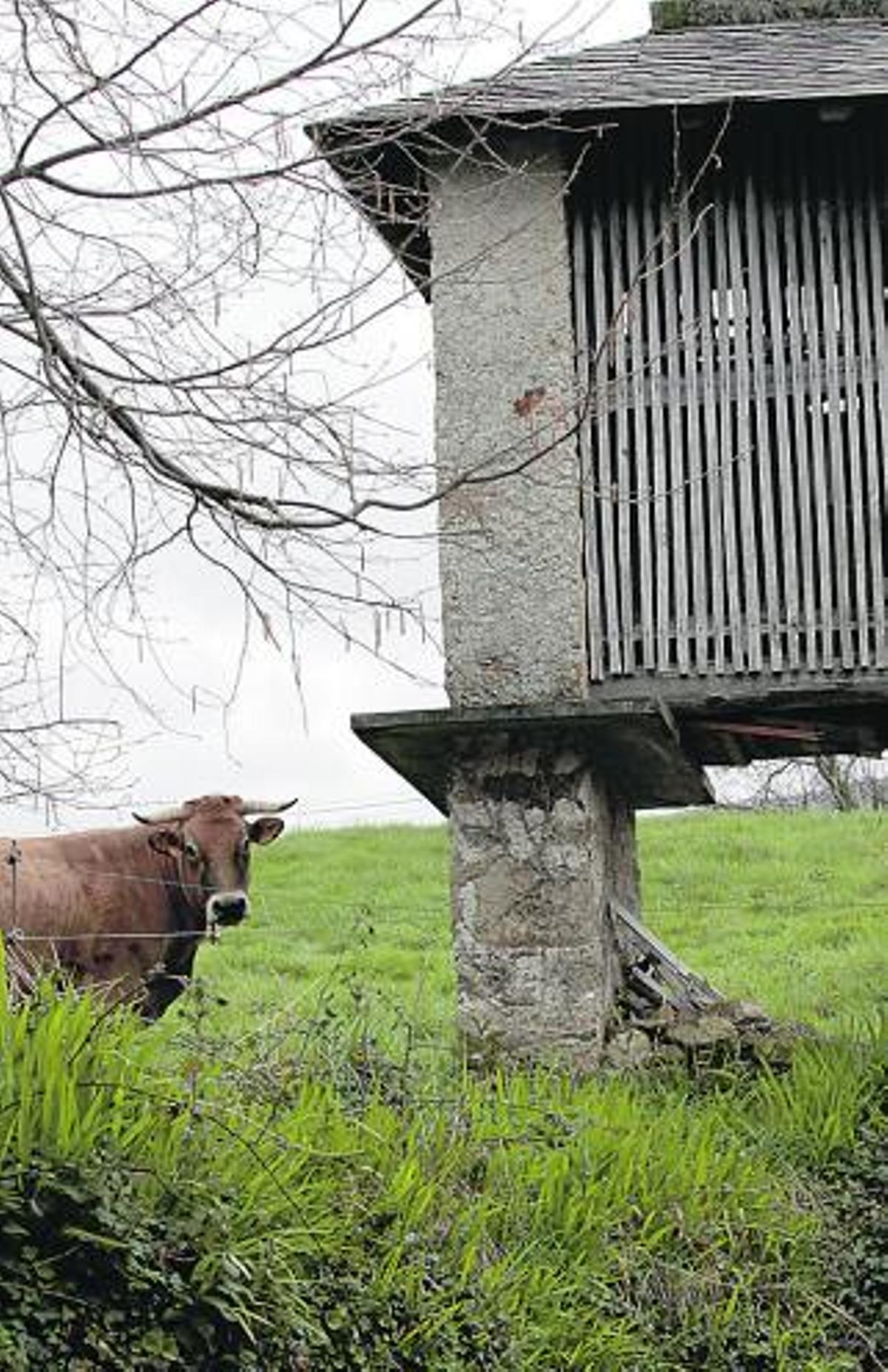 Un lugar con tres vacas en el escudo que busca un sustituto para la ganadería