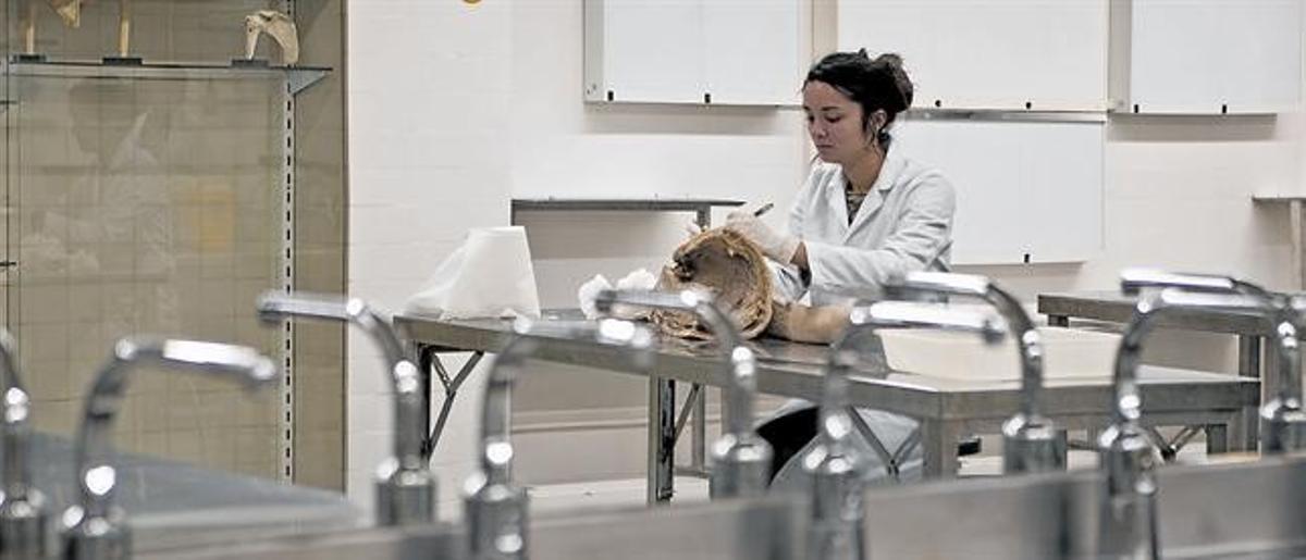Meritxell Cufí dissecciona unapeça anatòmicaen una sala de la UB.