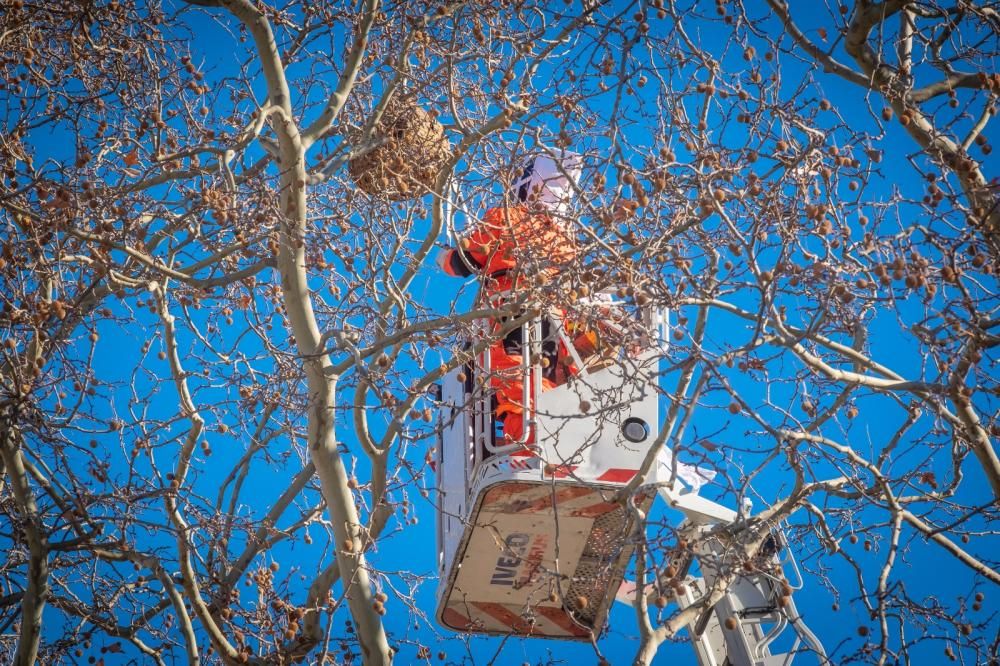 La retirada del nius''ha fet amb moltes precaucions