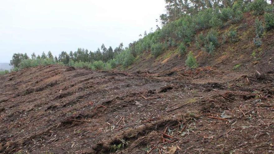 Zona del castro de Pastoriza afectada por la plantación de eucaliptos.