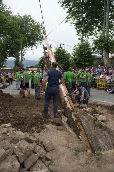 Celoriu planta su hoguera