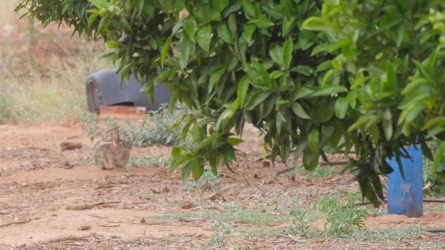 Un conejo en una parcela de cítricos de Nules en la que el propietario ha protegido el tronco de los árboles frente a la plaga.