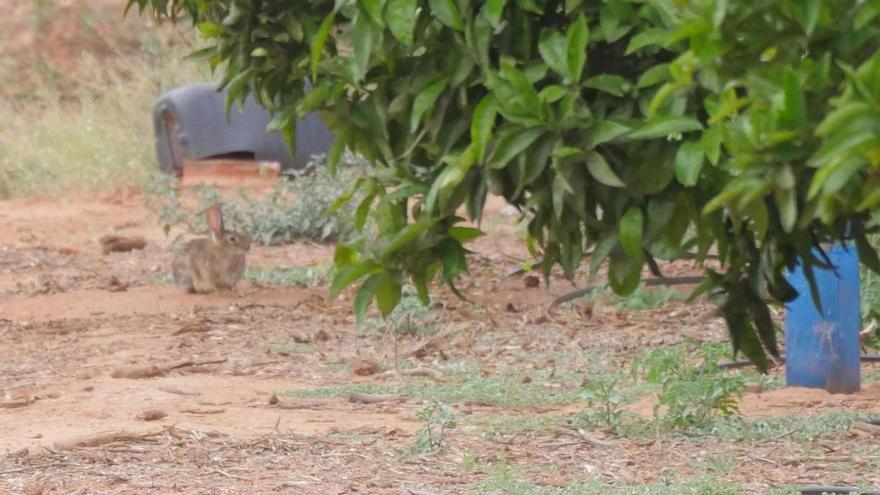 Luz verde a la caza libre del conejo para frenar una plaga que va a más en Nules