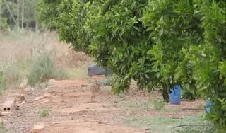 Vídeo: Conejos en una finca agrícola de Nules