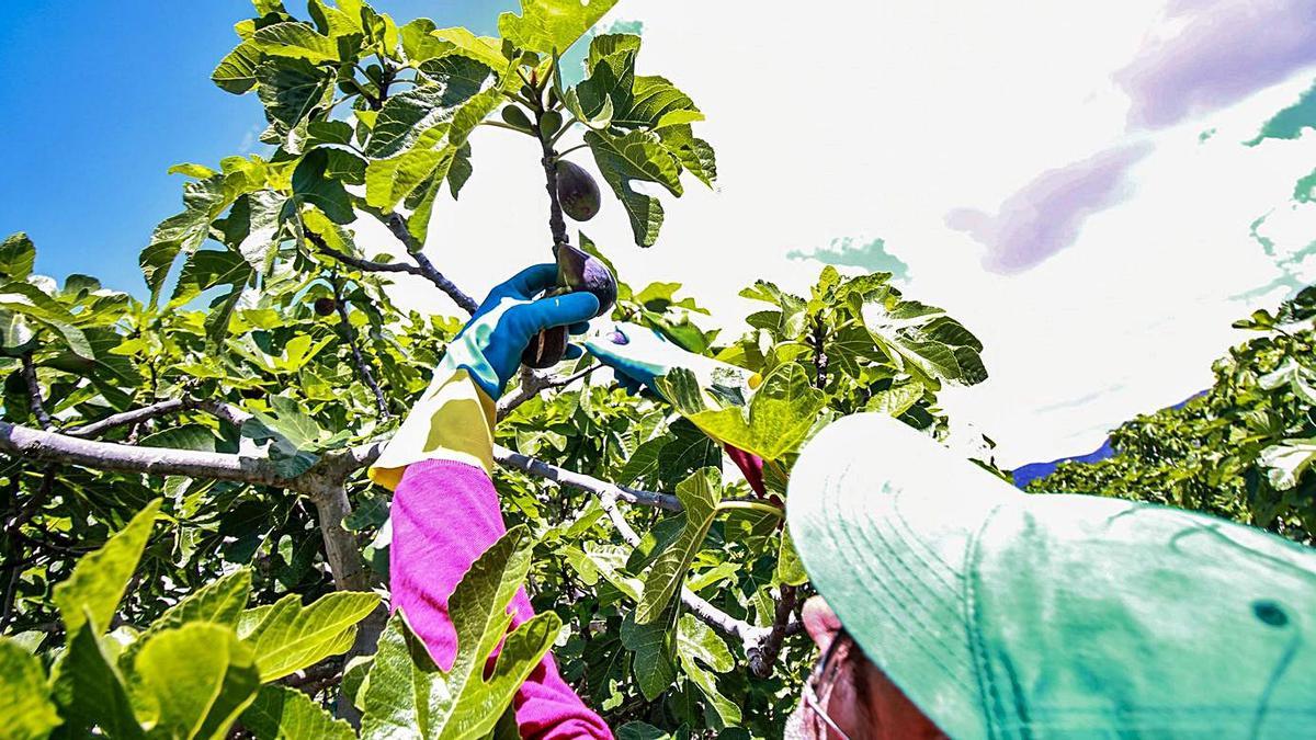 DE HIGOS Y BREVAS. BUENA RENTABILIDAD, MENOS AGUA. Es una fruta muy popular, aunque apenas están en producción 600 hectáreas -solo de limonero hay 10.000 en la provincia-. Los ensayos buscan mantener rendimiento y rentabilidad con menos consumo hídrico.  