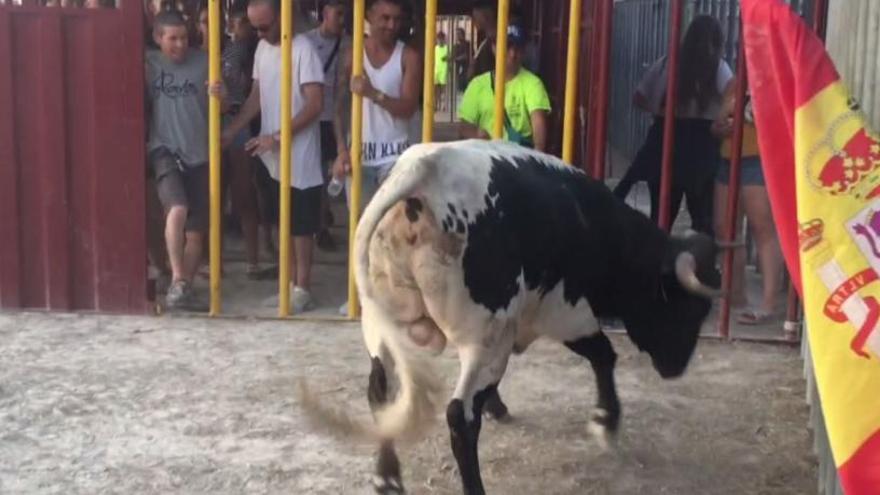 Una de la sueltas de la vaquilla en la pedanía alicantina del Moralet en los festejos de 2018.