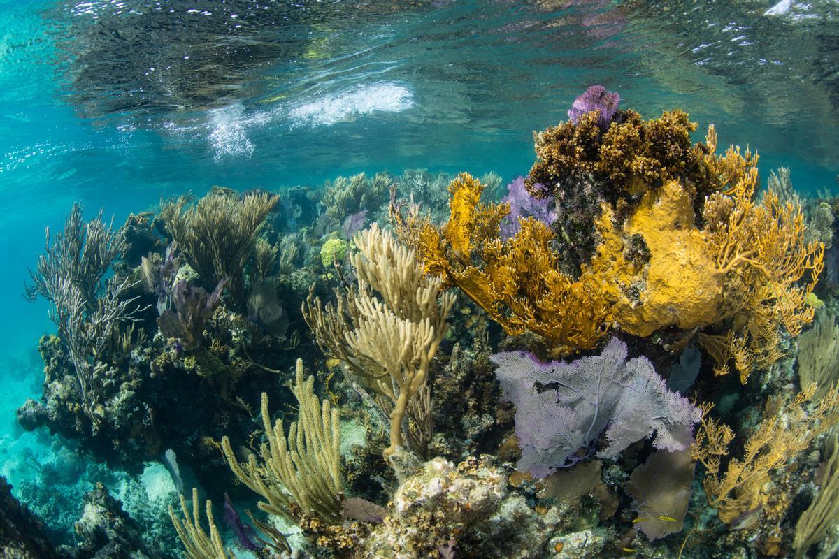 Arrecife de coral en el borde superior del 'Blue Hole'