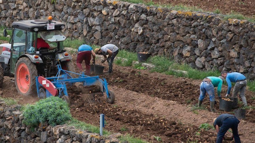 CC asks for “an urgent shock plan” of four million for the primary sector in Tenerife