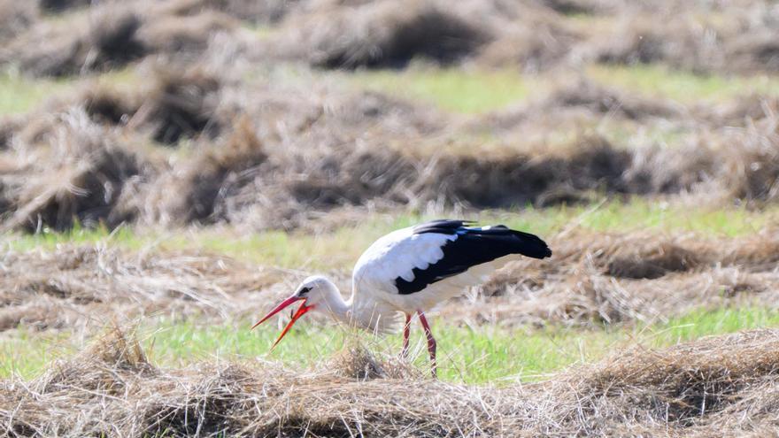 400 Störche in Spanien an Vogelgrippe verendet: Haben die Behörden zu spät reagiert?