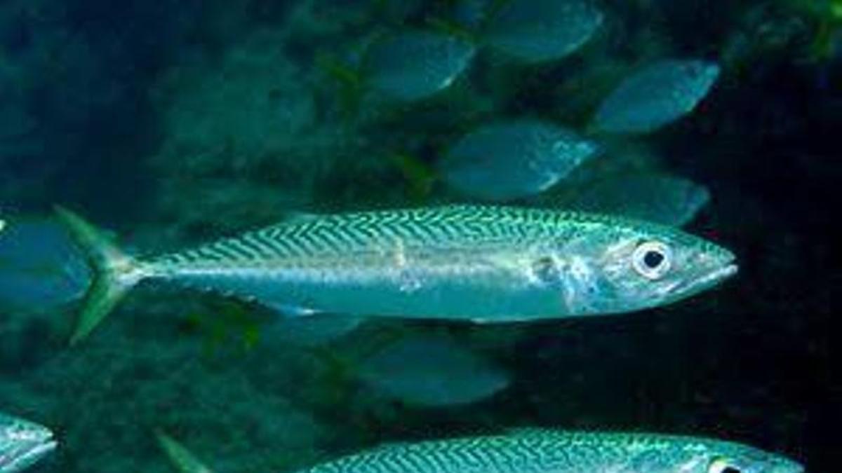 Una caballa en el mar canario