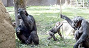 Ximpanzés al Zoo de Barcelona.