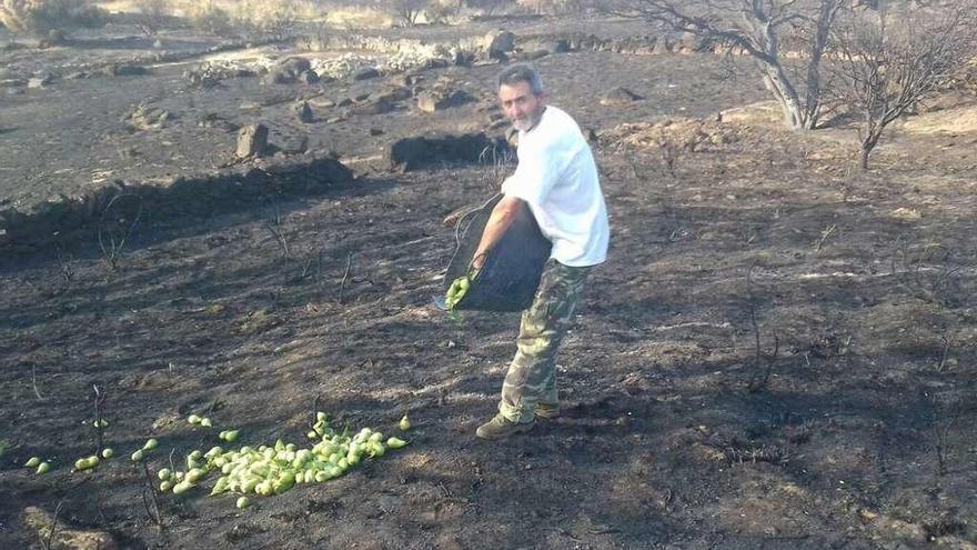 Un cazador esparce manzanas en una zona quemada donde ha sobrevivido una pequeña colonia de conejos.