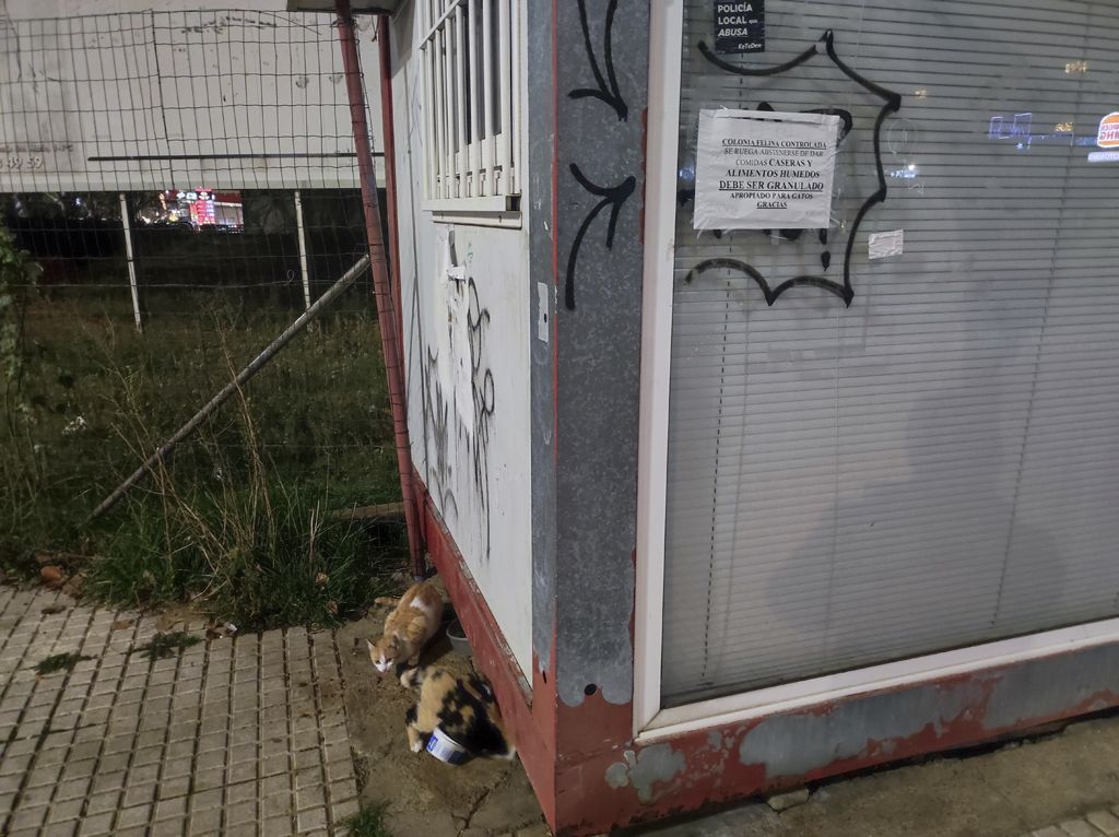 Dos gatos en una zona considerada colonia felina que se retiró hace meses.