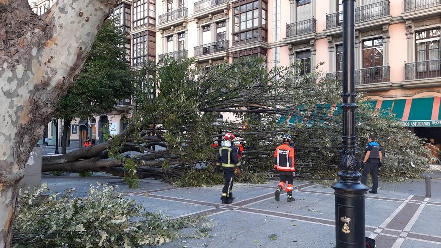 Los efectos del temporal en Gijón: oleaje y árboles caídos por toda la ciudad