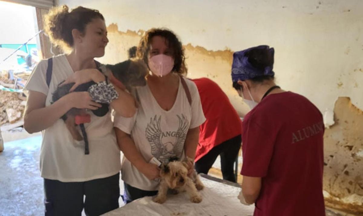 Imagen de uno de los puestos de atención veterinaria levantados en la zona cero de la DANA de Valencia (en noviembre de 2024)